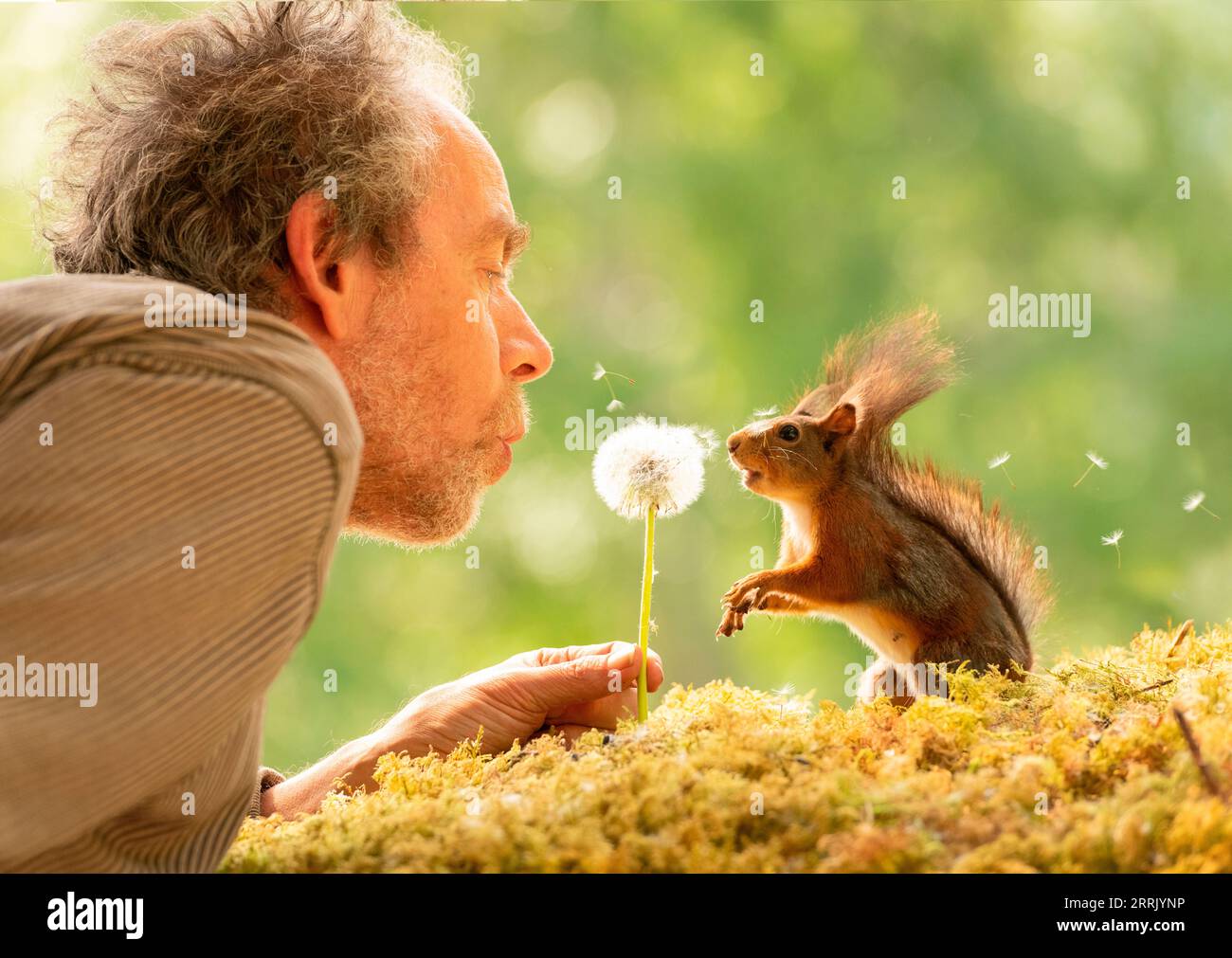 Uomo e scoiattolo rosso con testa di semi di tarassino Foto Stock