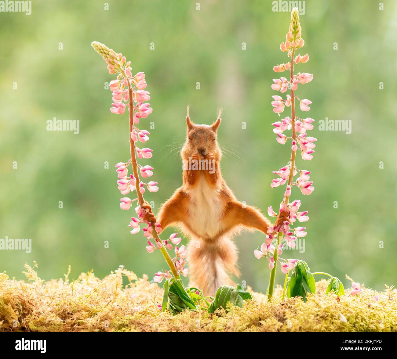 Uno scoiattolo rosso si trova tra i fiori di lupino Foto Stock