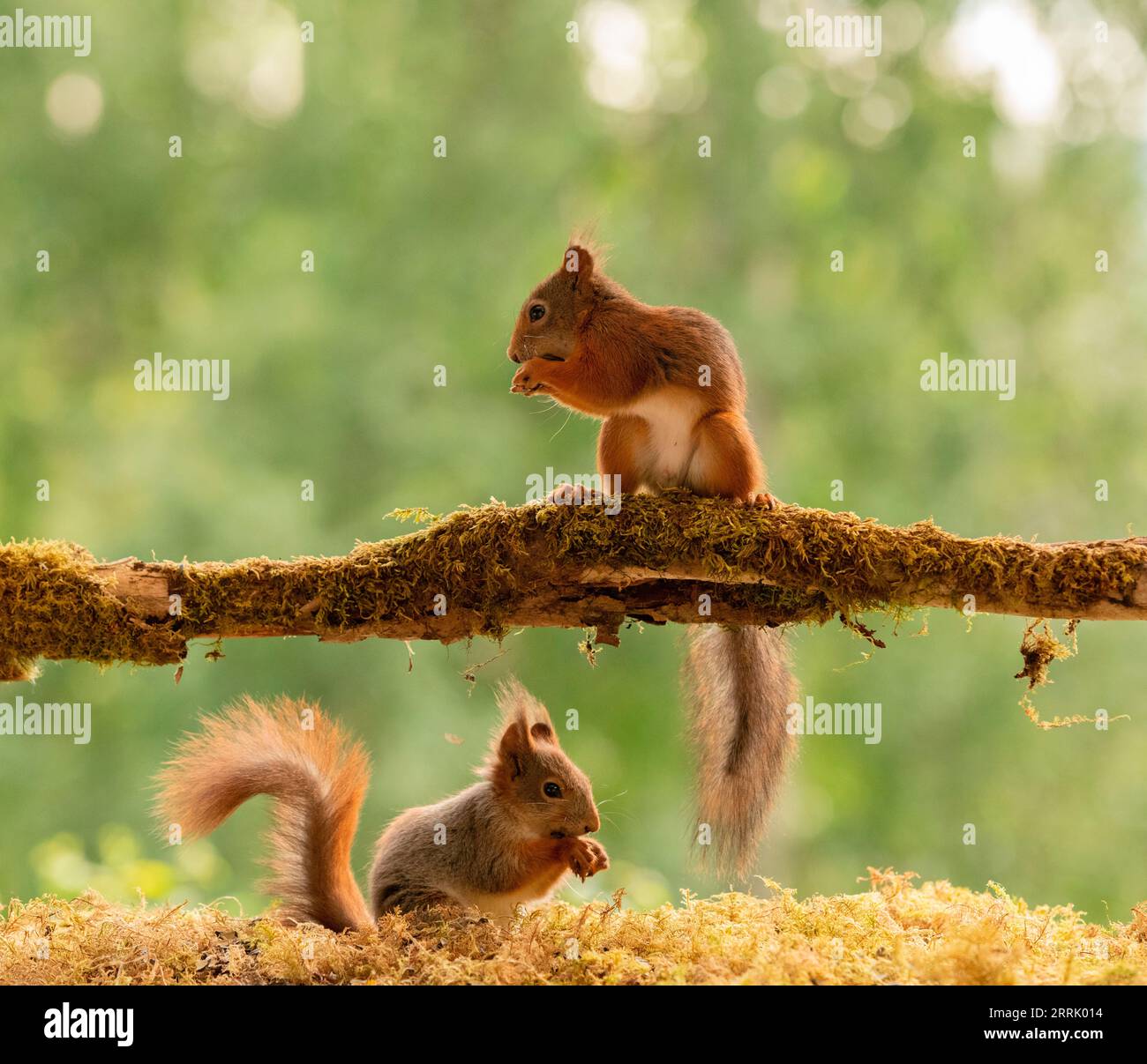 Gli scoiattoli rossi si uniscono al muschio sul ramo Foto Stock