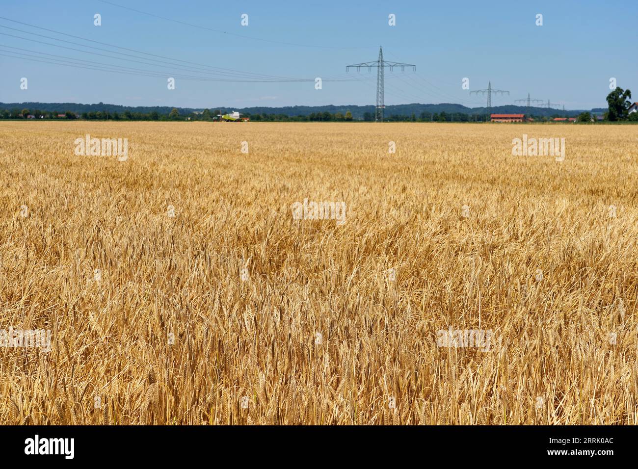 Germania, Baviera, alta Baviera, Altötting, agricoltura, coltivazione di seminativi, campo d'orzo, pronto per la raccolta Foto Stock