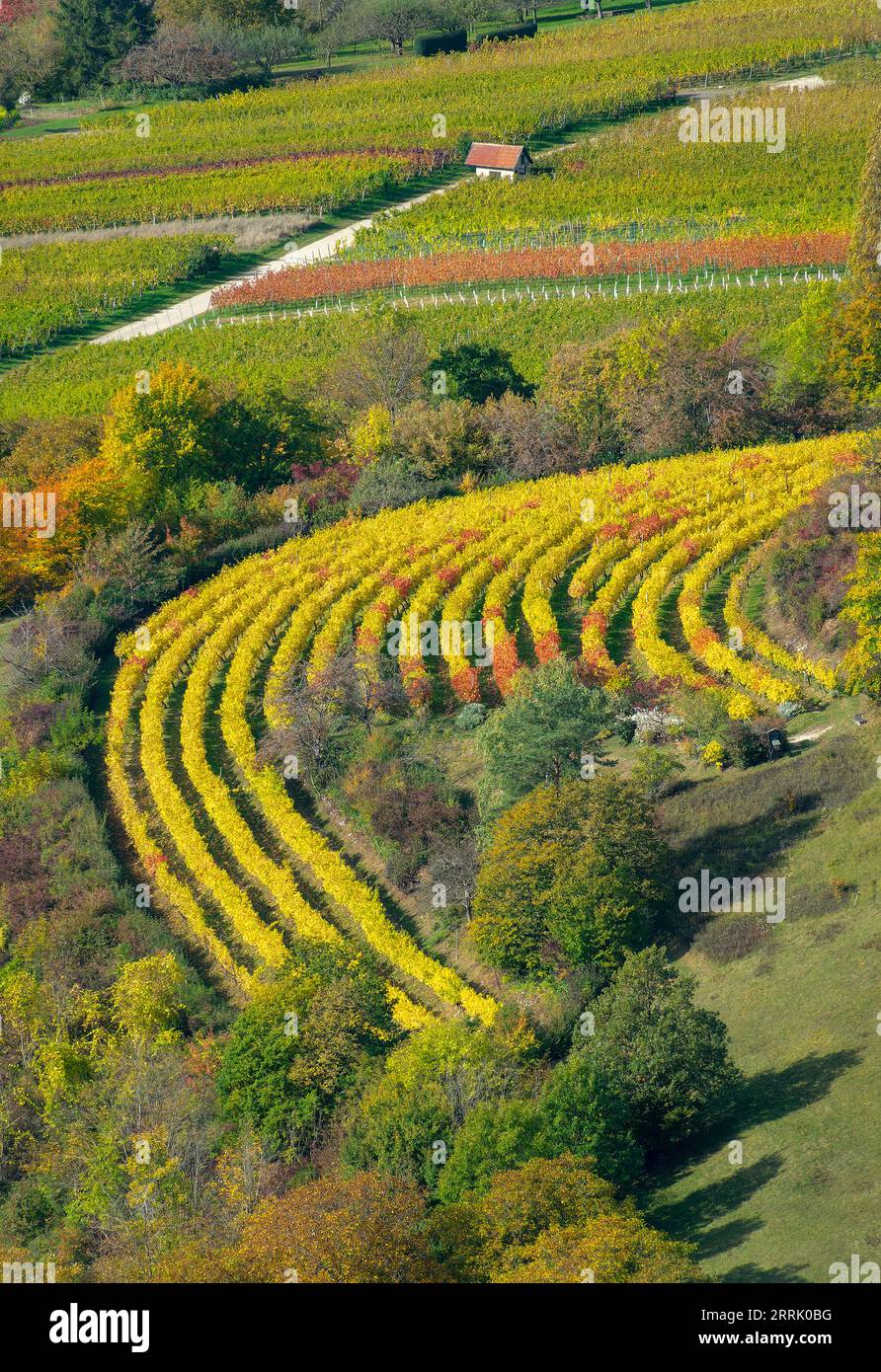 Autunno nei vigneti di Neuffen. I vigneti si trovano sull'Albtrauf, sotto le rovine di Hohenneuffen, Neuffen, Germania Foto Stock