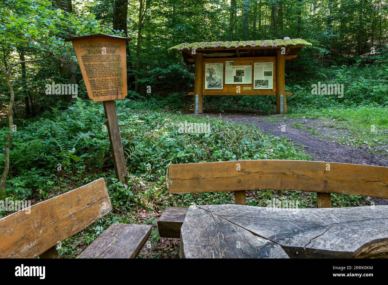 Il Dicke Eiche, una quercia sessile, era una volta la quercia più forte di Württemberg, il 3 agosto 1874 l'antico albero si ruppe, nel 1939 il Dicke Eiche fu registrato come monumento naturale, Nabern, Germania Foto Stock Il Dicke Eiche, una quercia sessile, era una volta la quercia più forte di Württemberg, il 3 agosto 1874 l'antico albero si ruppe, nel 1939 il Dicke Eiche fu registrato come monumento naturale, Nabern, Germania Foto Stock