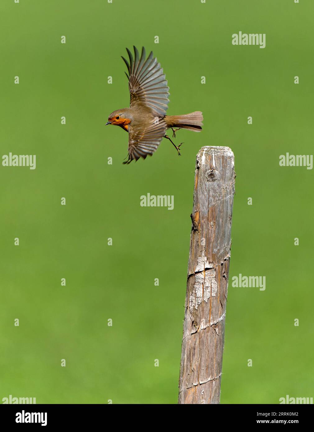 Robin decolla da un palo di recinzione, Sonthofen, Germania Foto Stock