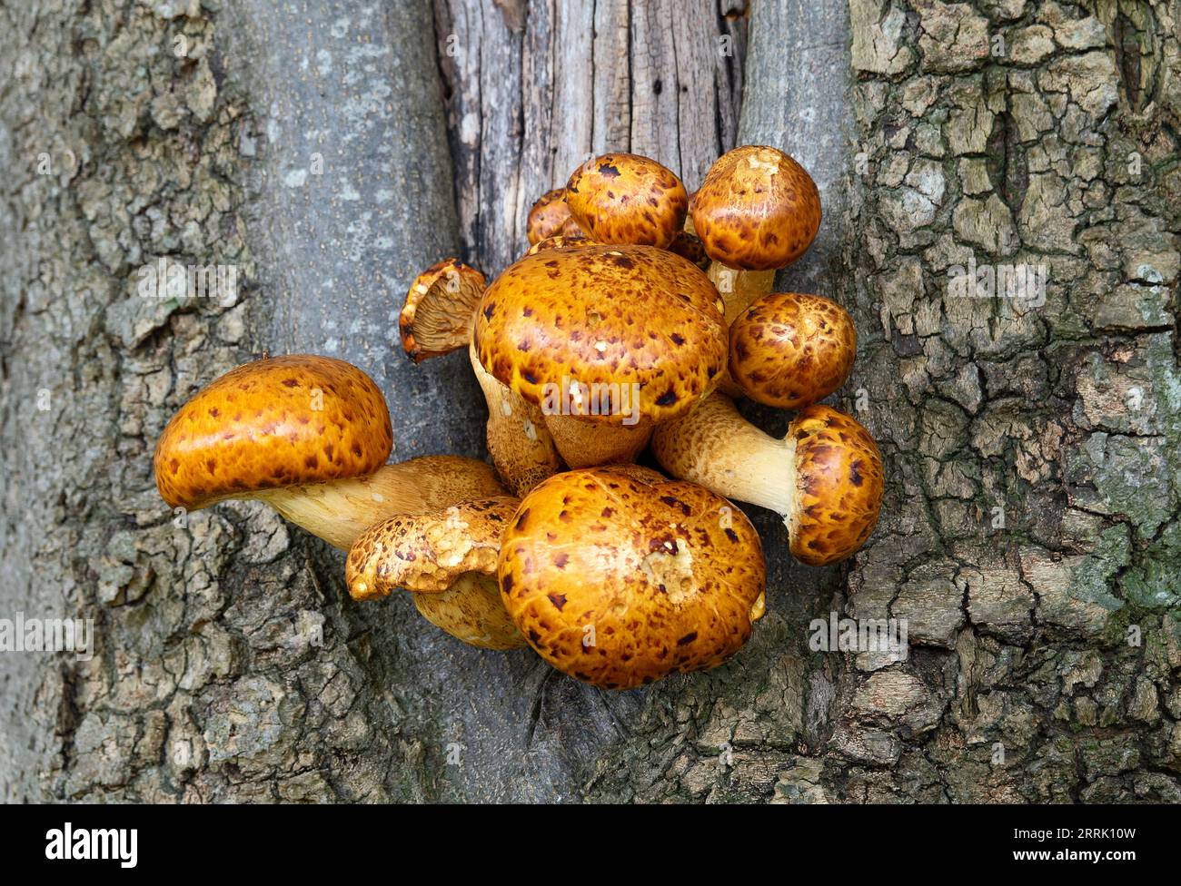 Fungo, marciume martellato bruno, Strophariaceae, Neuffen, Germania Foto Stock