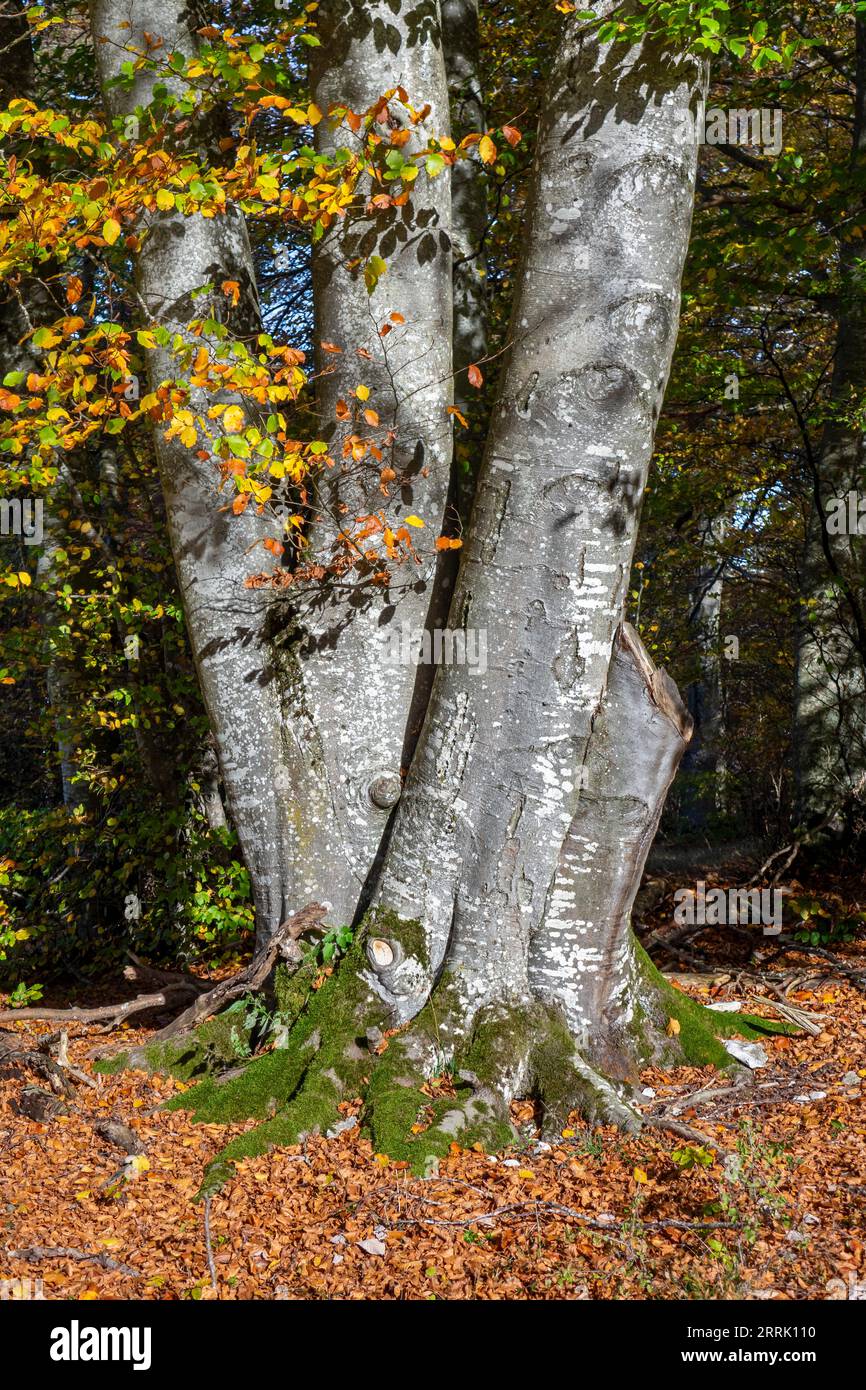 La riserva naturale di 192 ettari Greuthau si trova 1, 5 km a sud del castello di Lichtenstein e 2, 5 km a ovest di Engstingen sull'altopiano della Svevia Alb, Lichtenstein, Germania Foto Stock