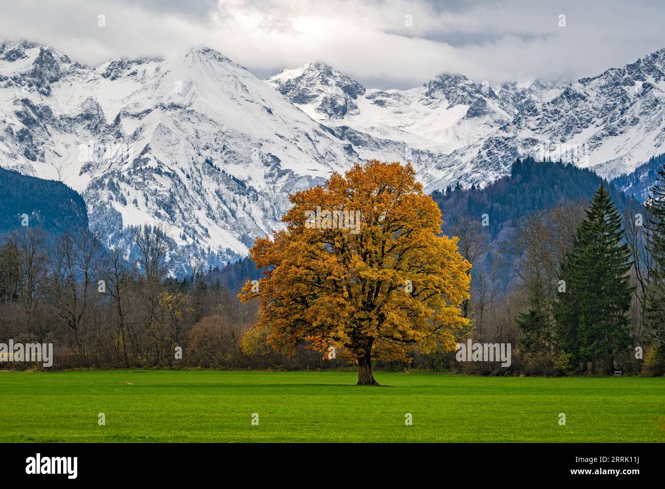 Quercia con foglie autunnali su prato verde nella valle di Illertal vicino a Altstädten, Sonthofen, Germania Foto Stock