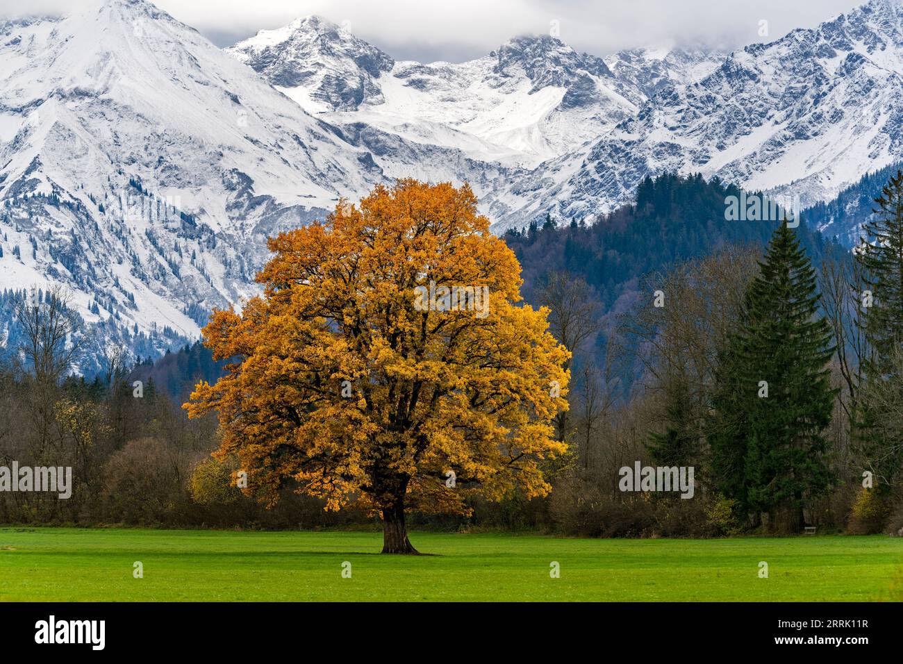 Quercia con foglie autunnali su prato verde nella valle di Illertal vicino a Altstädten, Sonthofen, Germania Foto Stock
