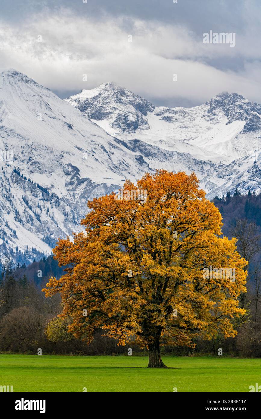 Quercia con foglie autunnali su prato verde nella valle di Illertal vicino a Altstädten, Sonthofen, Germania Foto Stock