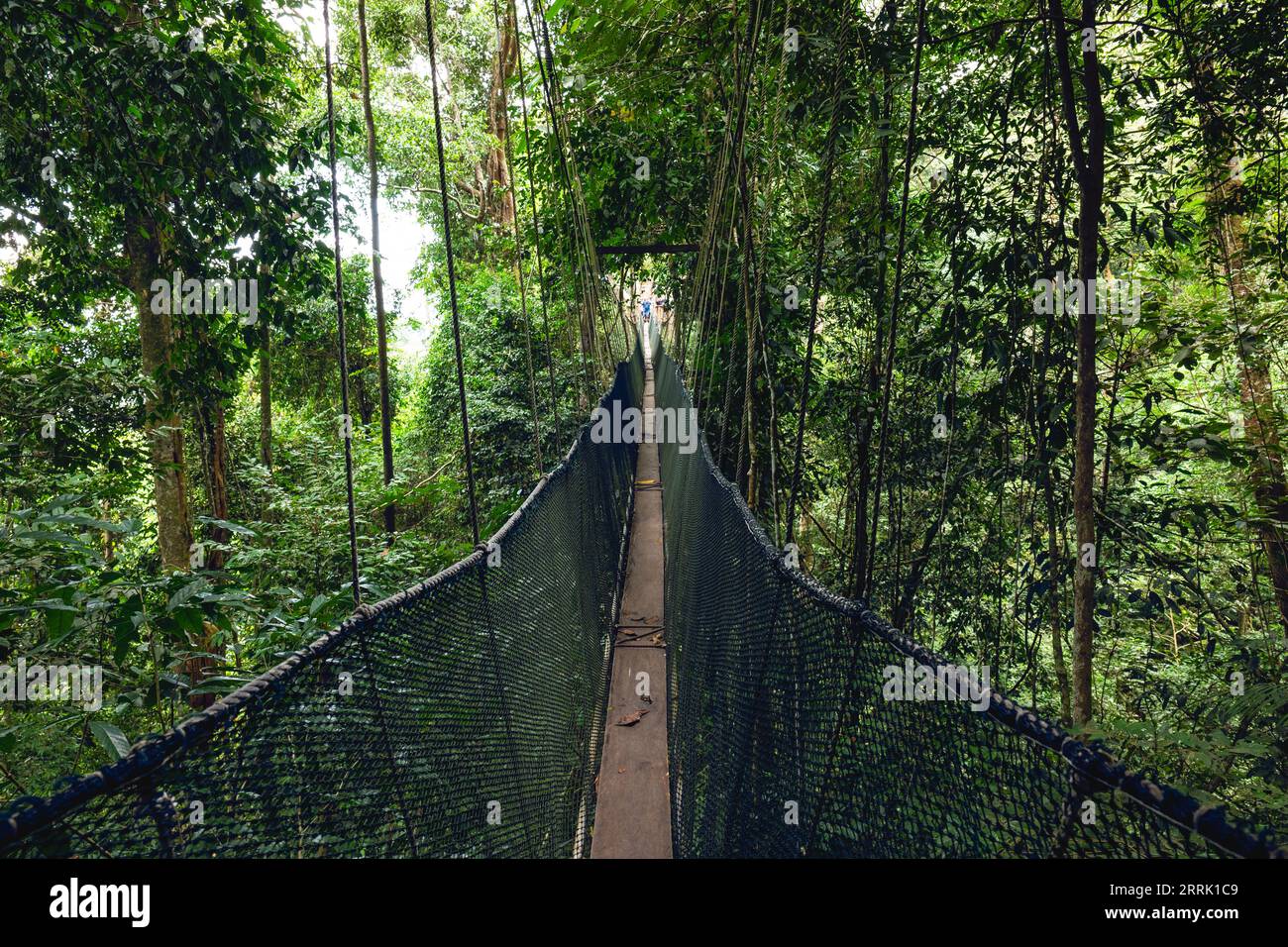 Passerella a baldacchino al Parco Nazionale Kinabalu, Taman Negara Kinabalu, a Sabah, Malesia Foto Stock