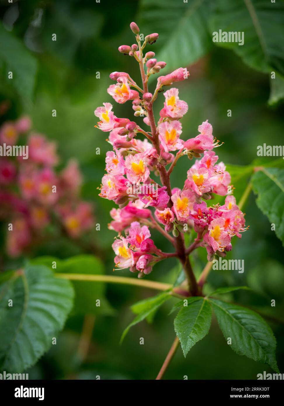 Ippocastano a fiore rosso (Aesculus rubicunda) Foto Stock