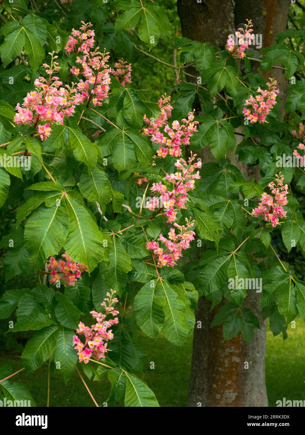 Ippocastano a fiore rosso (Aesculus rubicunda) Foto Stock