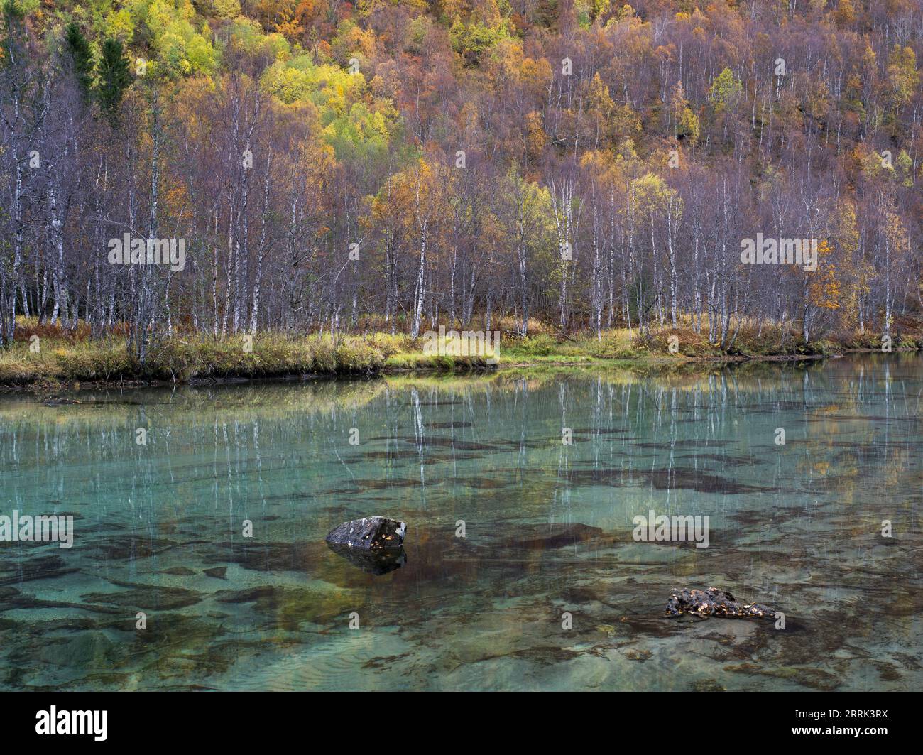 Alberi vicino al lago, autunno nel Parco Nazionale di Rago, Norvegia Foto Stock