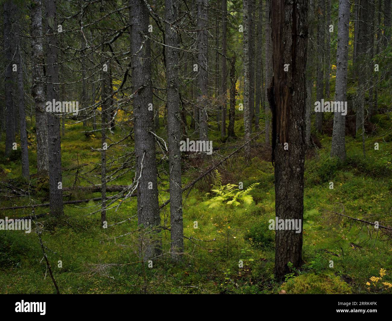 Felce nella foresta di abeti rossi scuri e chiari nel Parco Nazionale di Hiidenportti, Finlandia Foto Stock