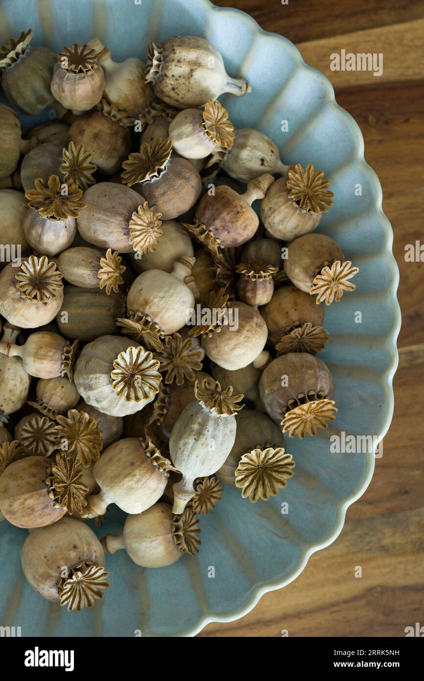 Cialde di papavero essiccate in un recipiente di terracotta azzurro, vista ravvicinata, dall'alto Foto Stock