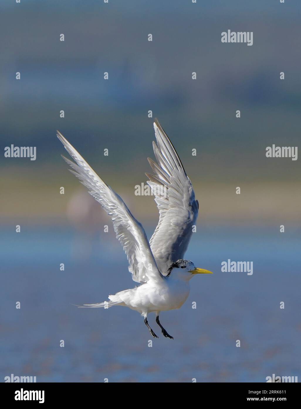 Swift Tern (Thalasseus bergii), piumaggio non riproduttivo, zone umide del fiume Bot, Overberg, Sudafrica. Foto Stock