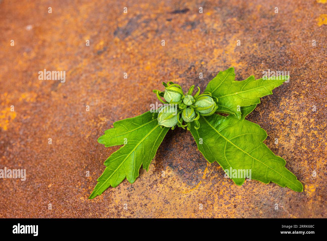 Germoglio di ibisco con foglia, marshmallow rosa, boccioli di fiori su sfondo arrugginito Foto Stock