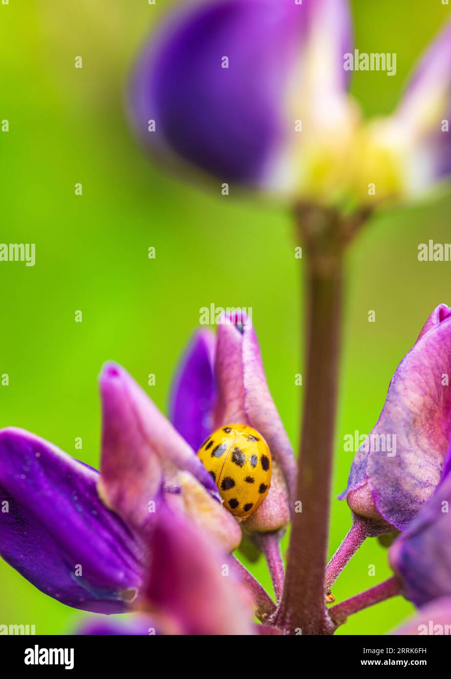 Ventidue coccinella su fiore di lupino, primo piano Foto Stock