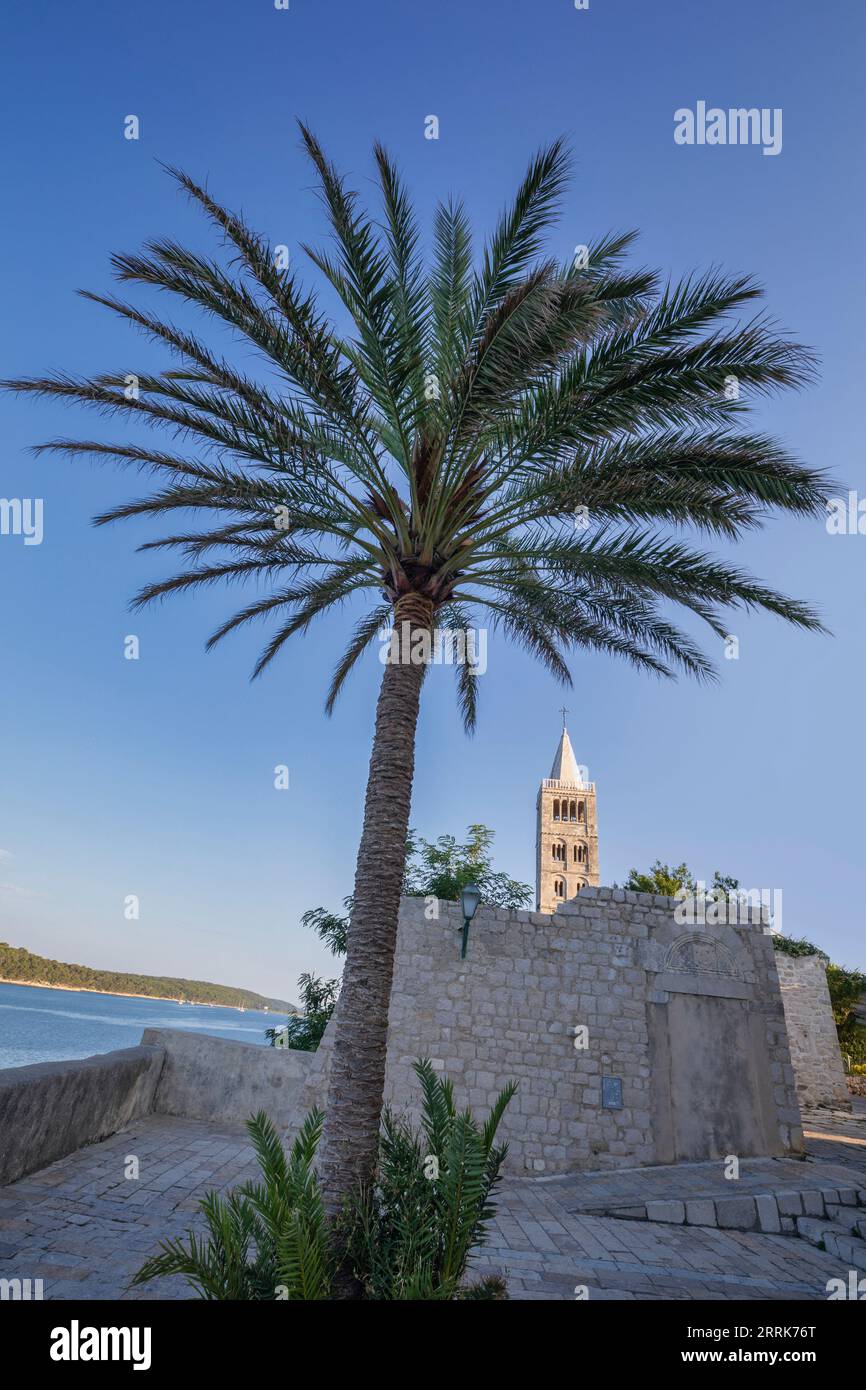 Europa, Croazia, Primorje-Gorski Kotar County, isola di Rab, vista dei campanili della Cattedrale dell'assunzione della Beata Vergine Maria e di una palma nella città vecchia di Rab Foto Stock