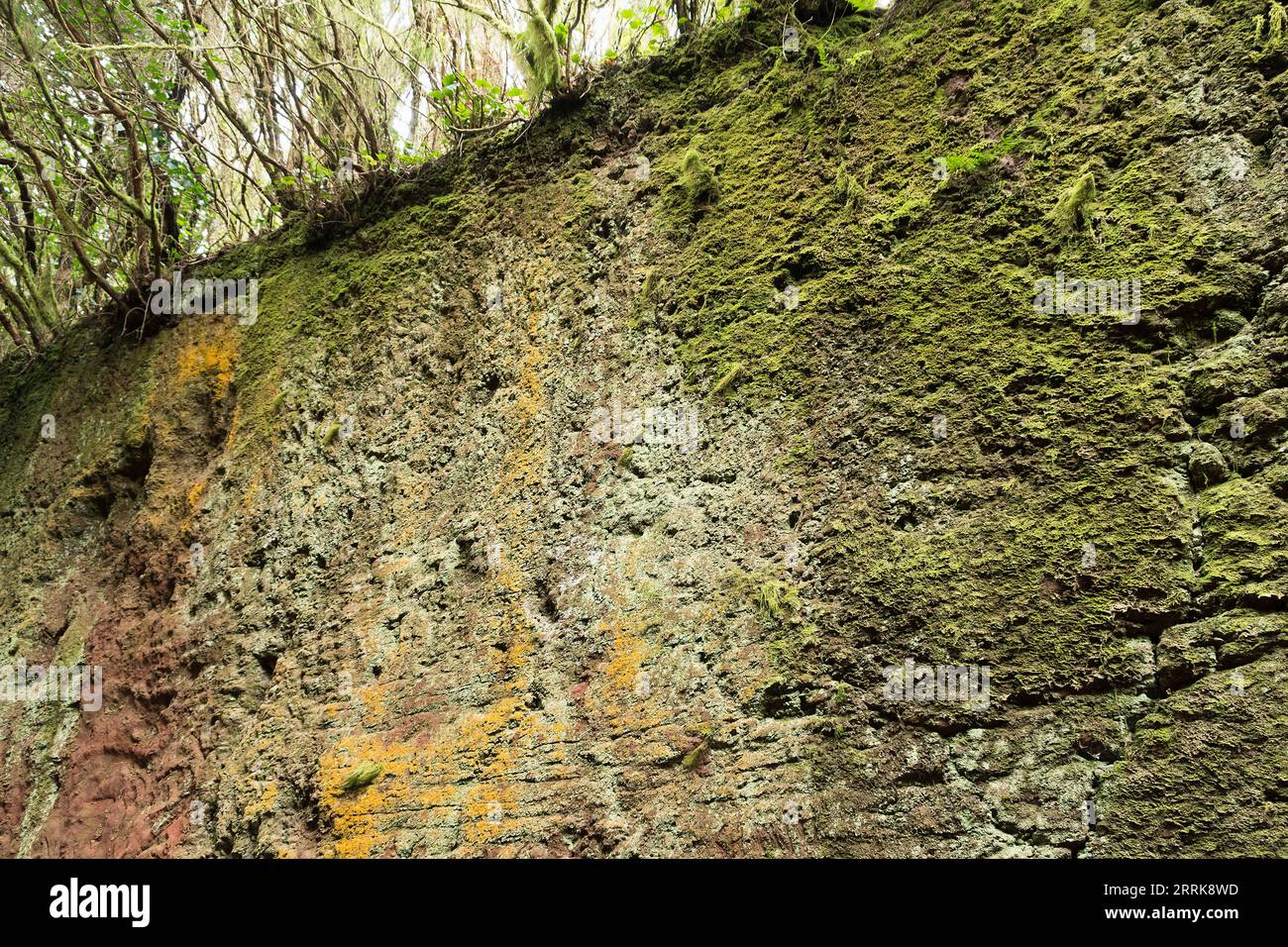 Tenerife, Isole Canarie, Monti Anaga, Pico del Ingles, Camino viejo, Tunel de las Hadas, foresta delle fiabe Foto Stock