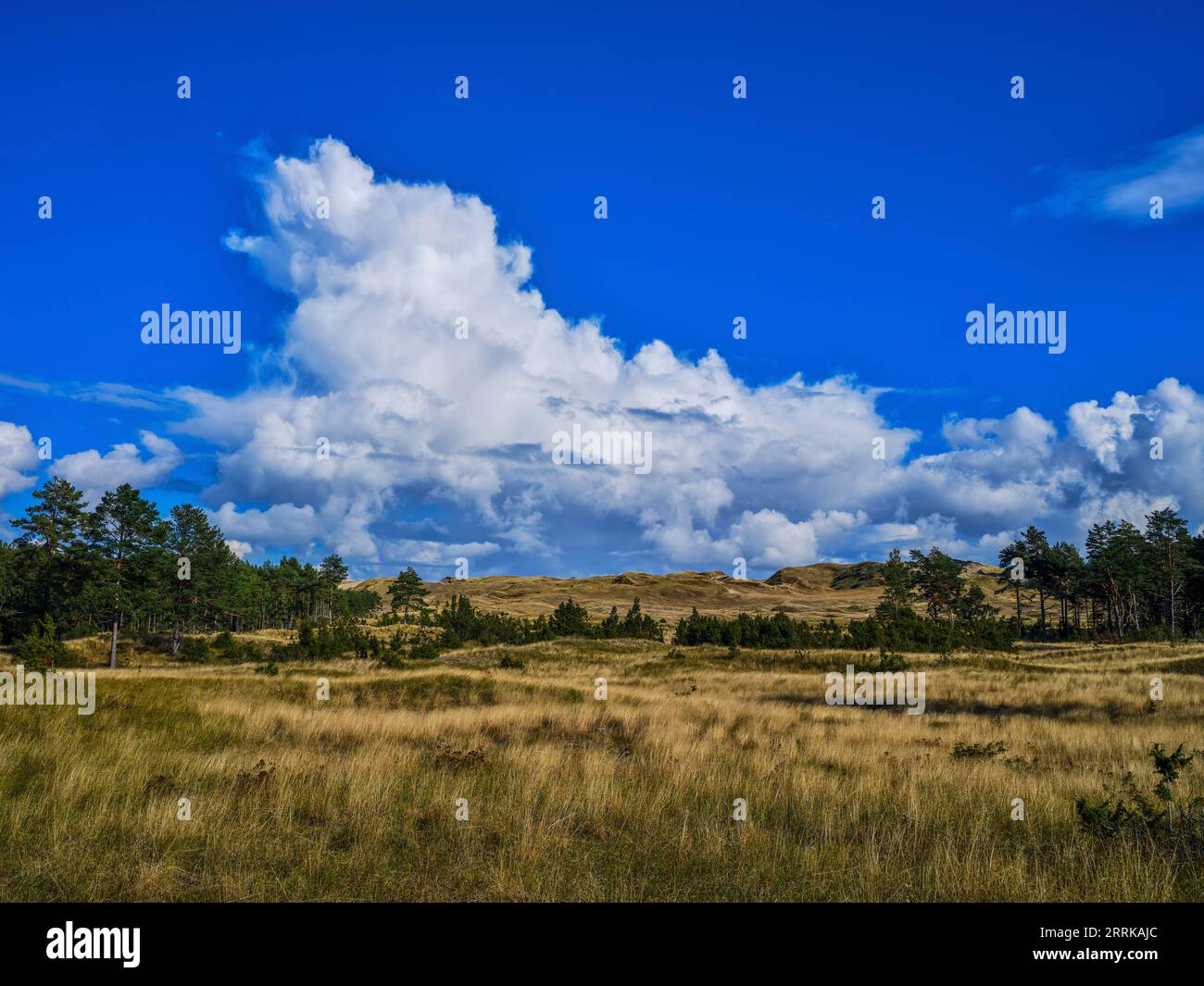 Negyvosios kopos, sulla grande duna vicino a Juodkrante sulla sputa curoniana, Lituania, Foto Stock