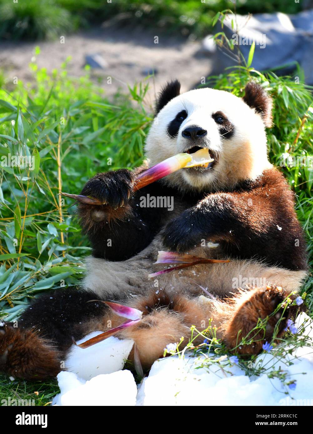 220901 -- BERLINO, 1 settembre 2022 -- panda gigante Meng Xiang gode di una torta di compleanno allo zoo di Berlino, capitale della Germania, 31 agosto 2022. Un paio di panda giganti hanno festeggiato il loro terzo compleanno allo Zoo di Berlino mercoledì. Sono i primi orsi bianchi e neri mai nati nel paese. GERMANIA-BERLINO-GIGANTE PANDA GEMELLI-TERZO COMPLEANNO RENXPENGFEI PUBLICATIONXNOTXINXCHN Foto Stock