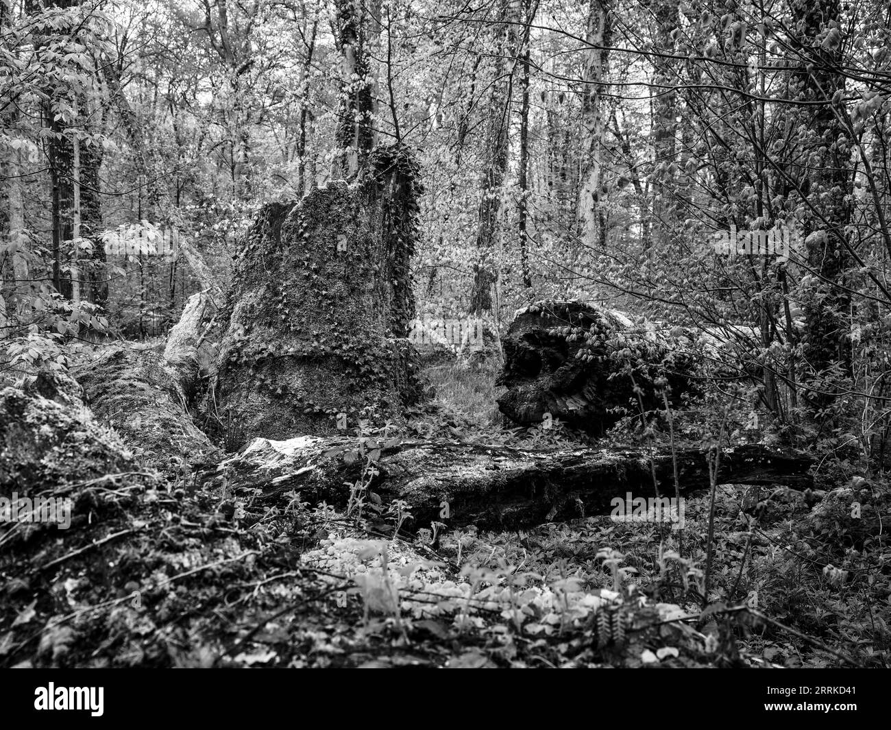 Foresta, foresta naturale, foresta decidua, bosco di lago, bagnato, aglio selvatico, bosco morto, riserva naturale, NSG, posto bellissimo, natura, selvaggia, disordinata, primavera, verde primaverile Foto Stock