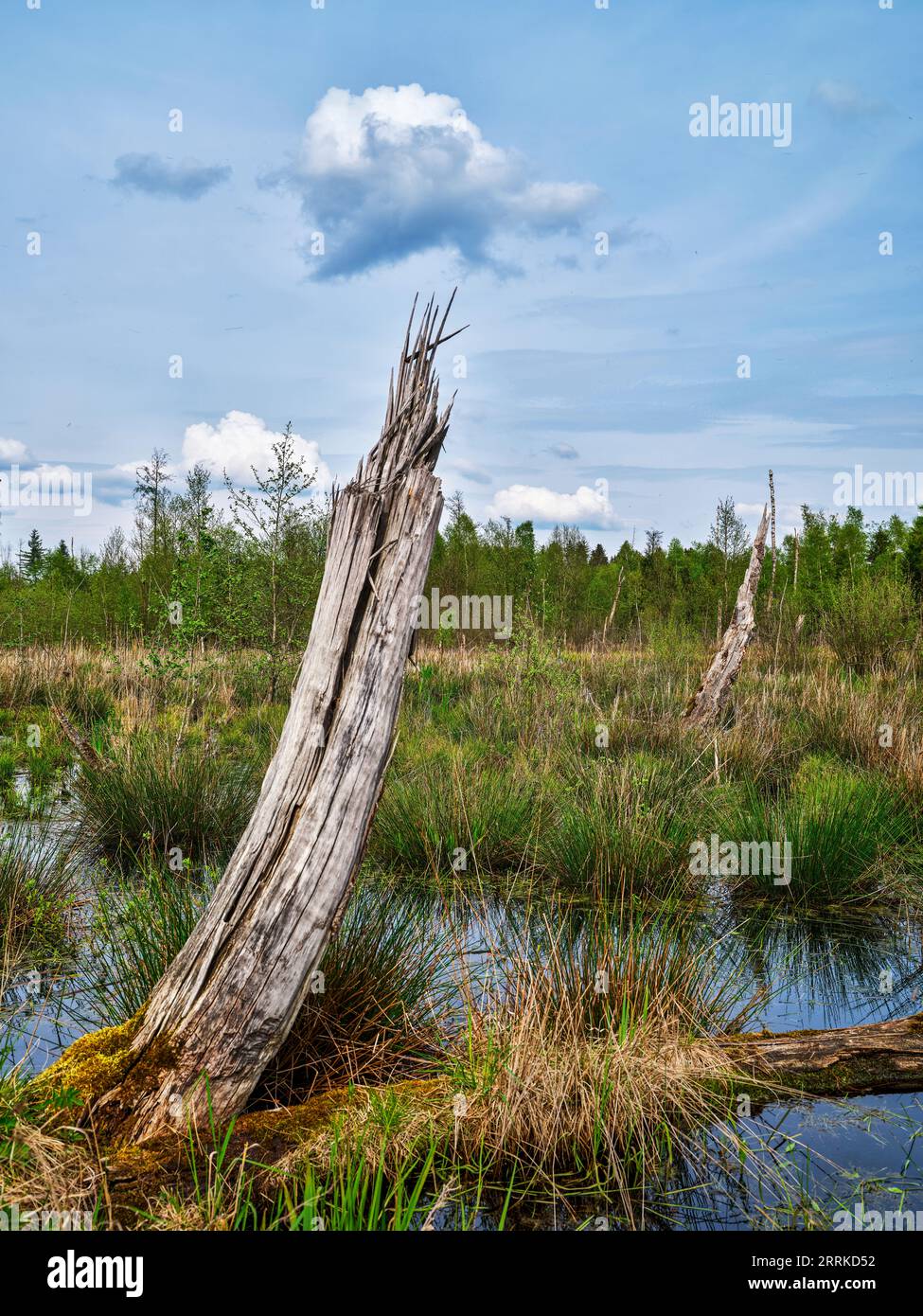 Antico paesaggio morenico, ghiacciaio delle terre dell'Isar-Loisach, paesaggio dell'era glaciale, brughiera, paesaggio, natura, brughiera, muschio, feltro, riserva naturale, NSG, paesaggio trovato, eredità di insediamenti, tardo Paleolitico, primo Mesolitico, Neolitico, età del bronzo, età latene, primavera Foto Stock