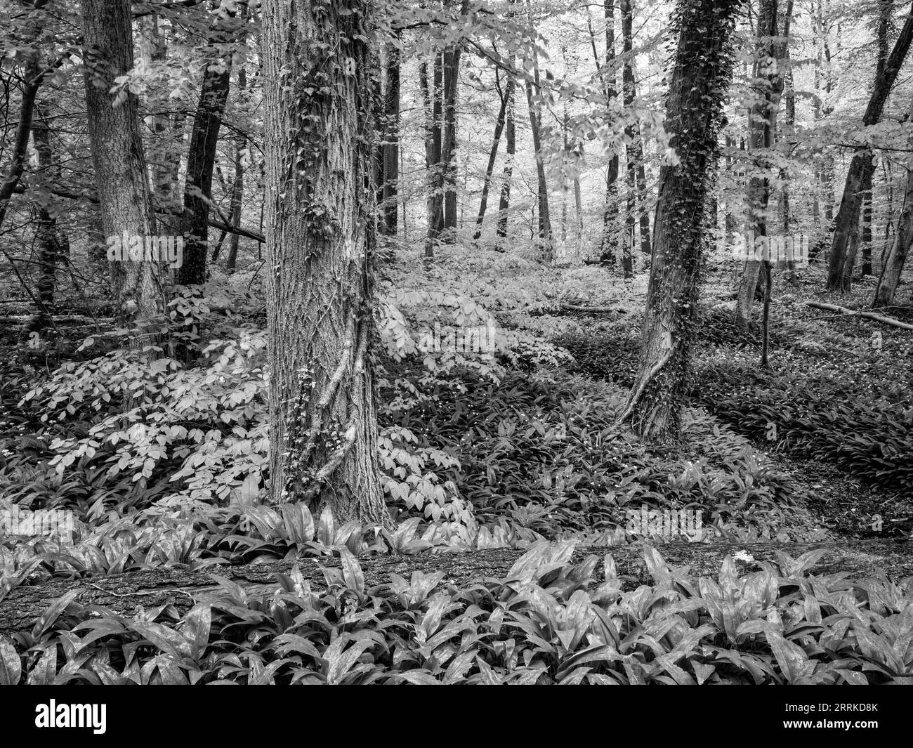 Primavera nel Seeholz all'Ammersee vicino a Rieden. Foto Stock