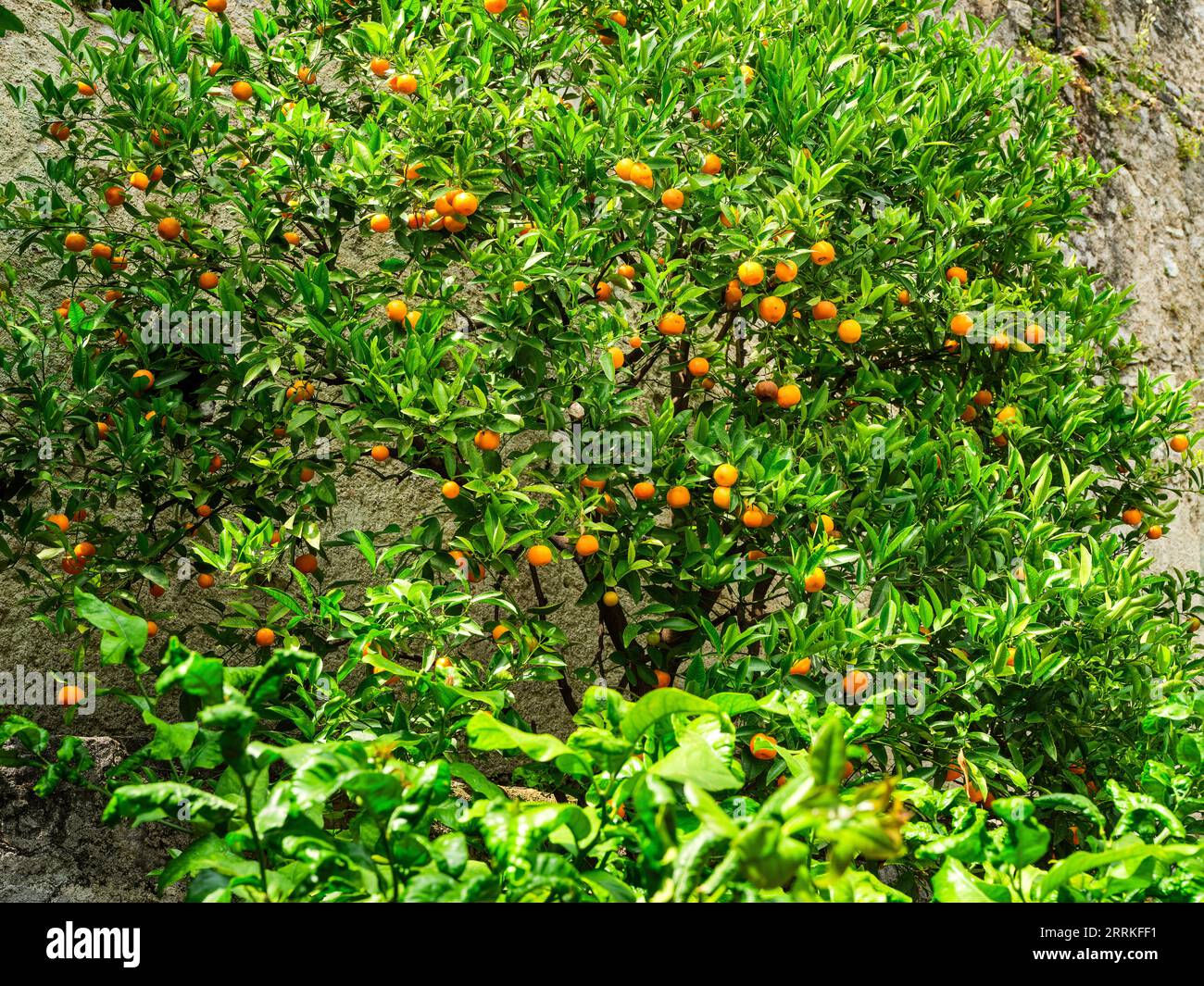 Limone sul Garda sul Lago di Garda Foto Stock