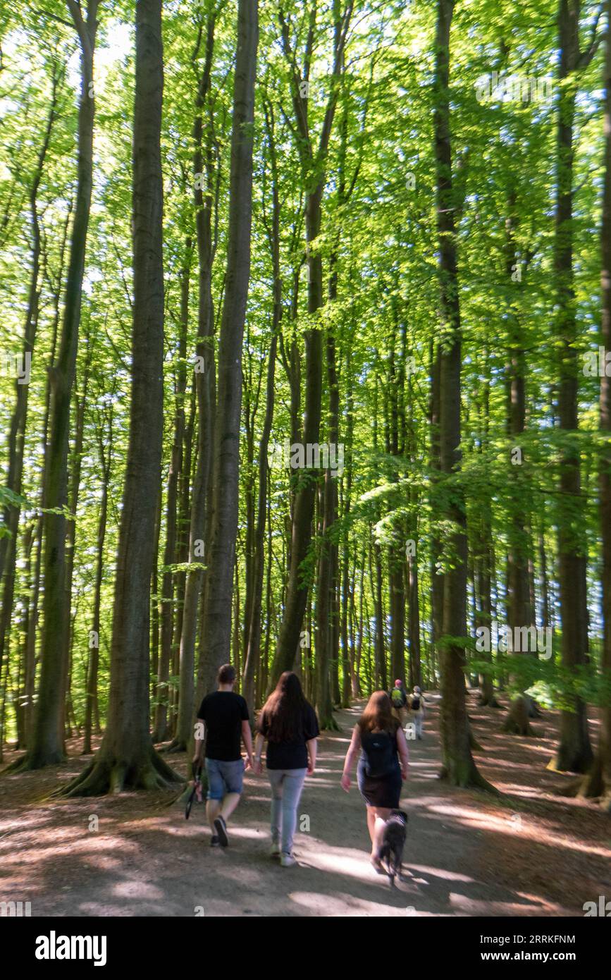 Faggeta, faggi, parco nazionale di Jasmund, isola di Rügen, Sassnitz, Meclemburgo-Pomerania occidentale, Germania Foto Stock