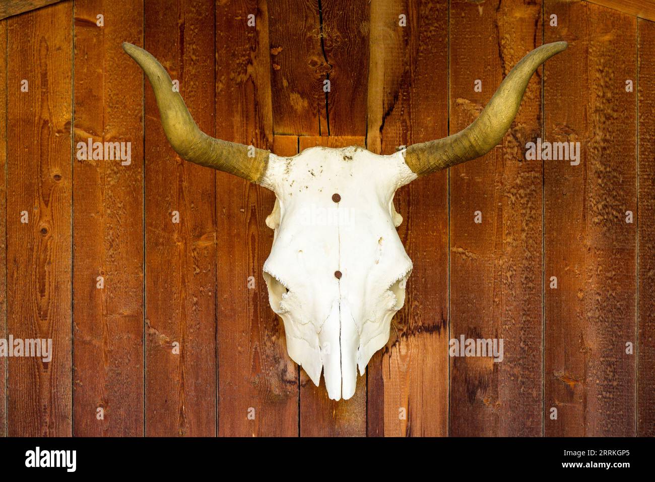 Austria, Tirolo, Zillertal, cranio di animali in una stalla. Foto Stock