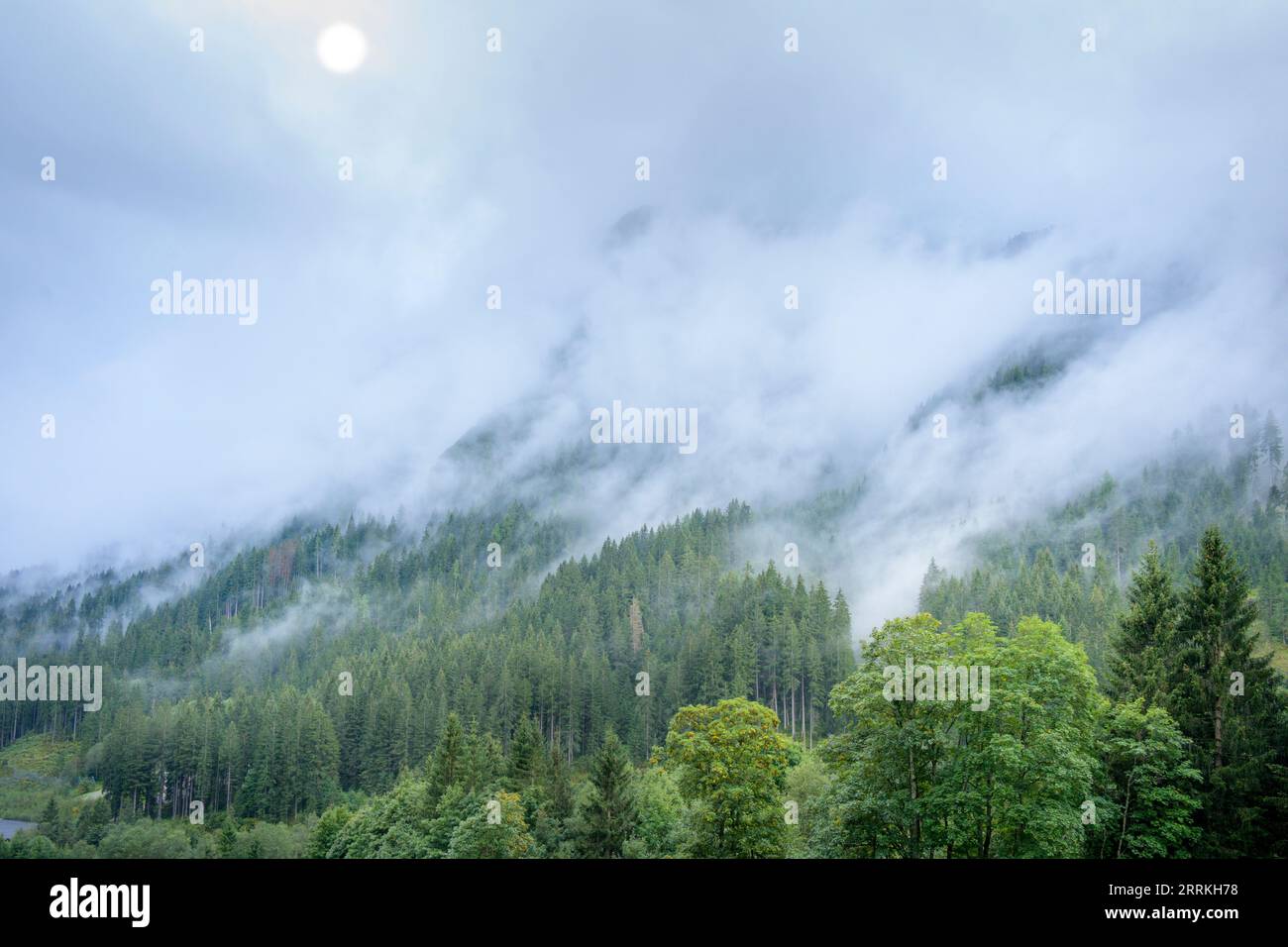 Austria, Tirolo, Zillertal, foresta nuvolosa di conifere nella valle dell'Hintertux. Foto Stock