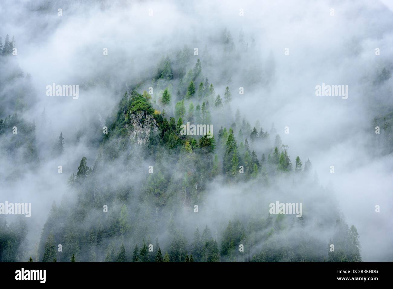 Austria, Tirolo, Zillertal, foresta nuvolosa di conifere nella valle dell'Hintertux. Foto Stock