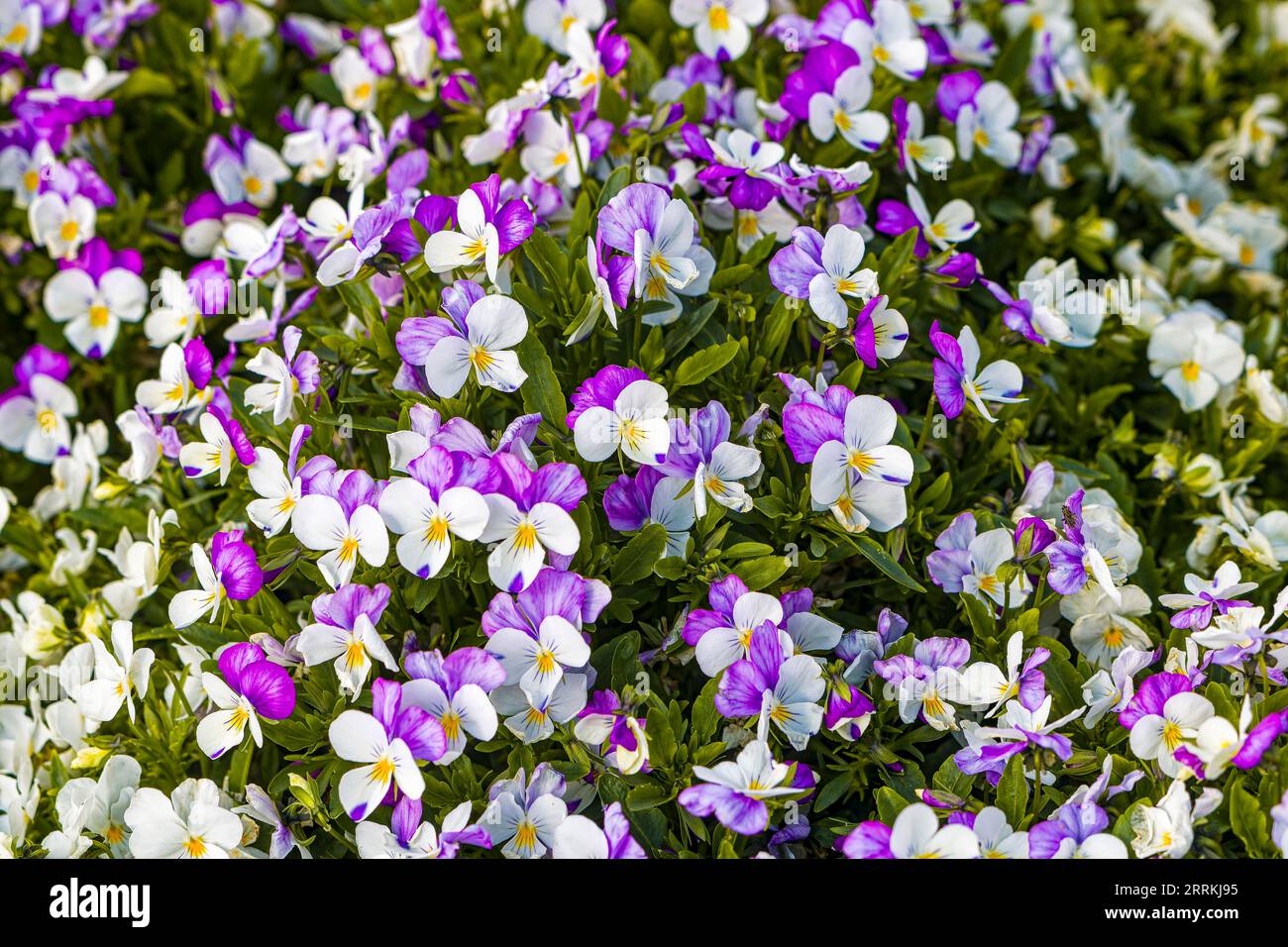 Colorato tappeto floreale di pansie bianche e rosa (Viola) Foto Stock