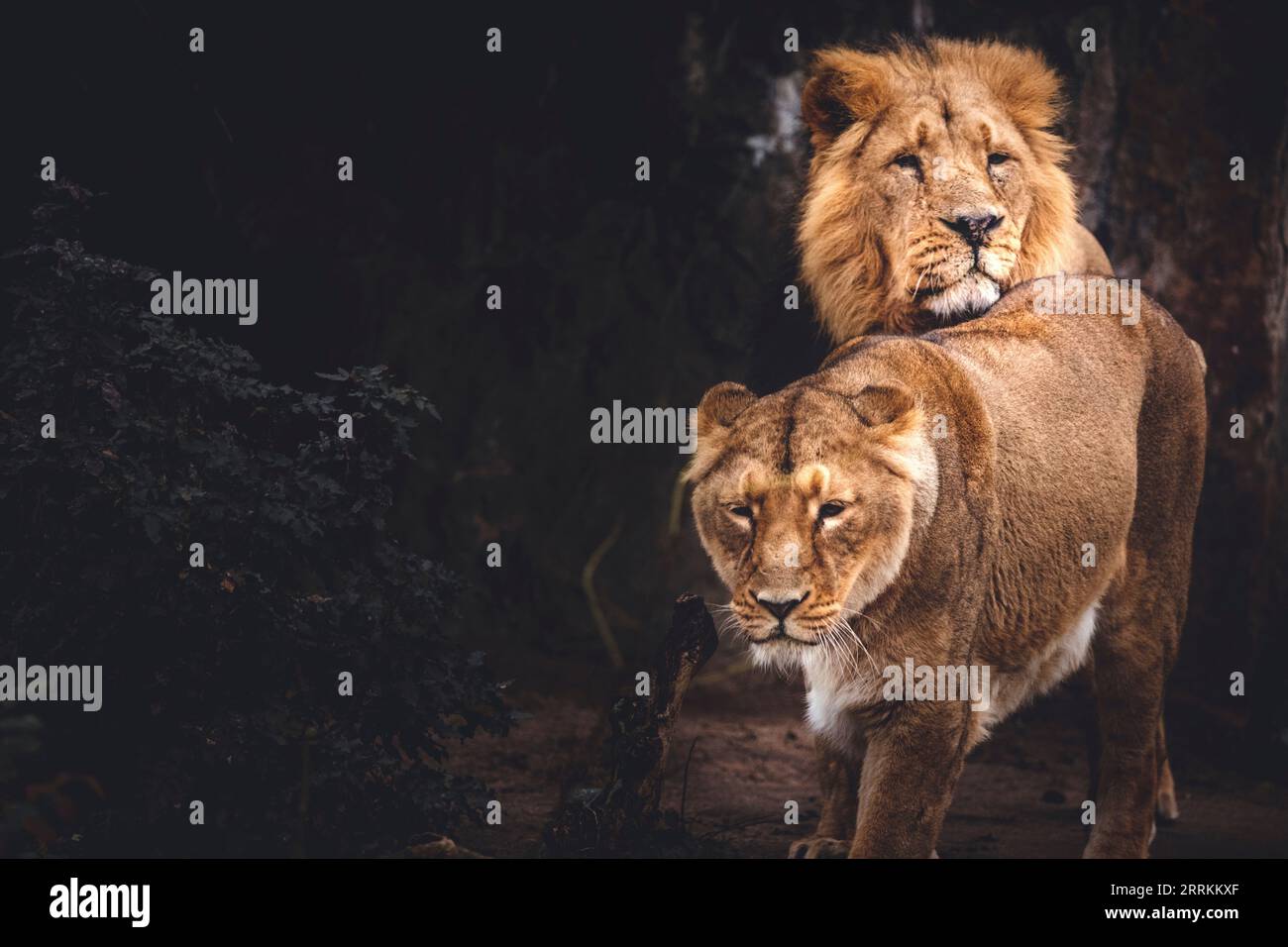 Leoni su sfondo nero Foto Stock