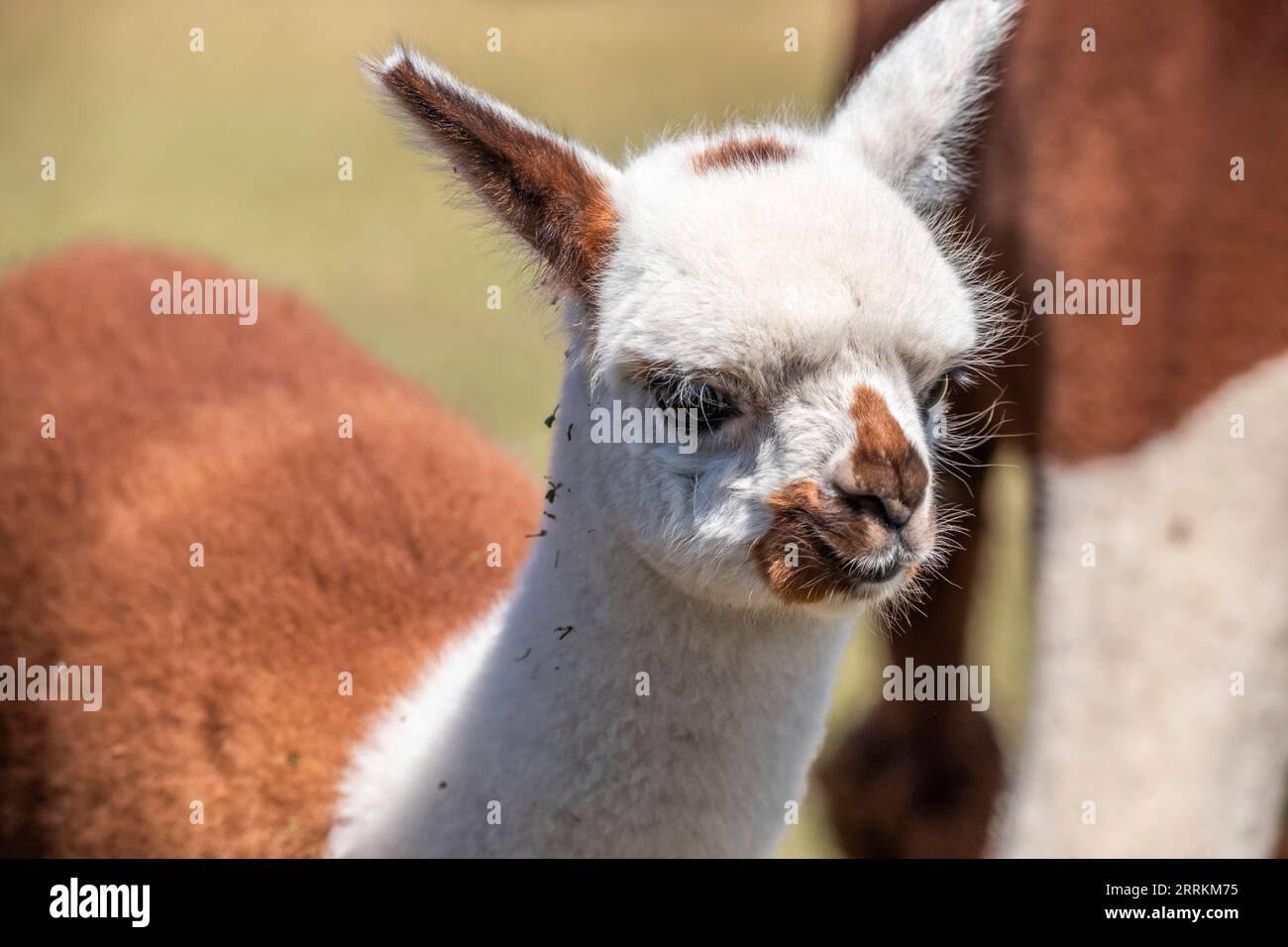 Alpaca su un pascolo a Siofok sul lago Balaton, Ungheria Foto Stock Alpaca su un pascolo a Siofok sul lago Balaton, Ungheria Foto Stock