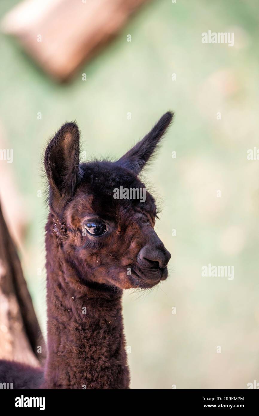 Alpaca su un pascolo a Siofok sul lago Balaton, Ungheria Foto Stock Alpaca su un pascolo a Siofok sul lago Balaton, Ungheria Foto Stock
