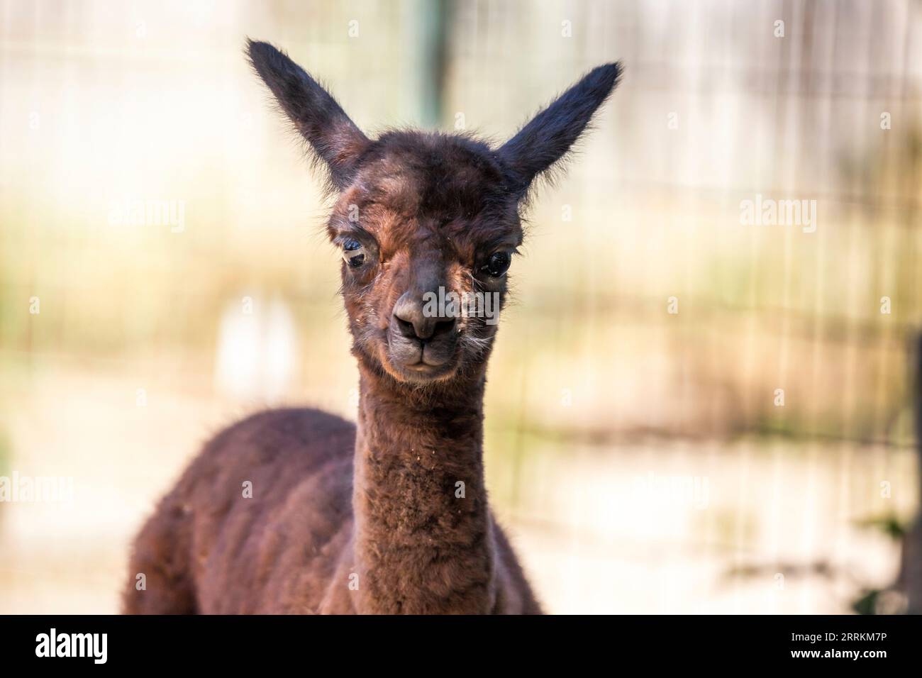 Alpaca su un pascolo a Siofok sul lago Balaton, Ungheria Foto Stock Alpaca su un pascolo a Siofok sul lago Balaton, Ungheria Foto Stock