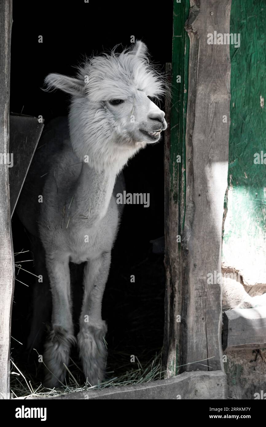 Alpaca su un pascolo a Siofok sul lago Balaton, Ungheria Foto Stock Alpaca su un pascolo a Siofok sul lago Balaton, Ungheria Foto Stock