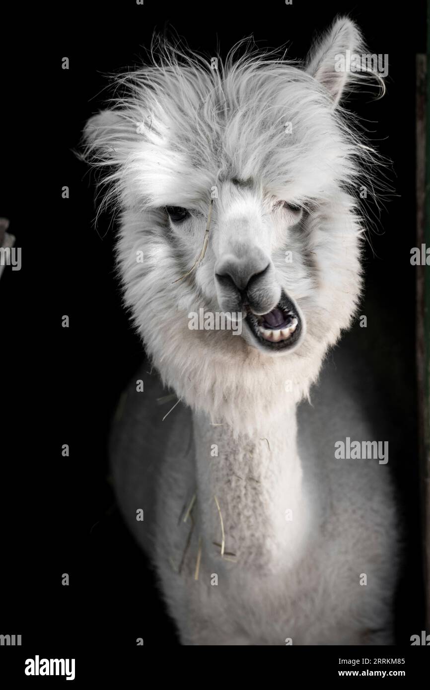 Alpaca su un pascolo a Siofok sul lago Balaton, Ungheria Foto Stock Alpaca su un pascolo a Siofok sul lago Balaton, Ungheria Foto Stock