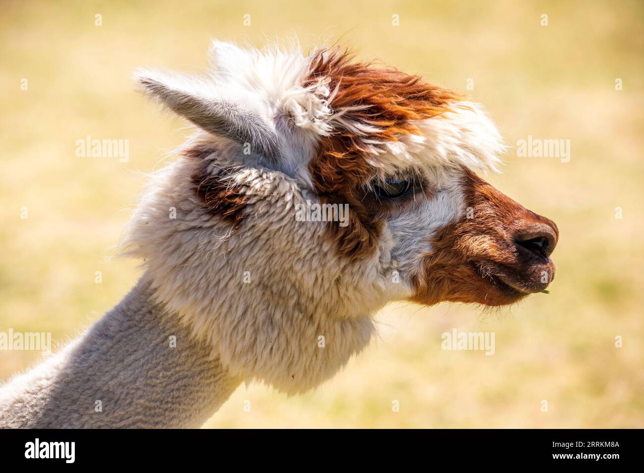 Alpaca su un pascolo a Siofok sul lago Balaton, Ungheria Foto Stock Alpaca su un pascolo a Siofok sul lago Balaton, Ungheria Foto Stock