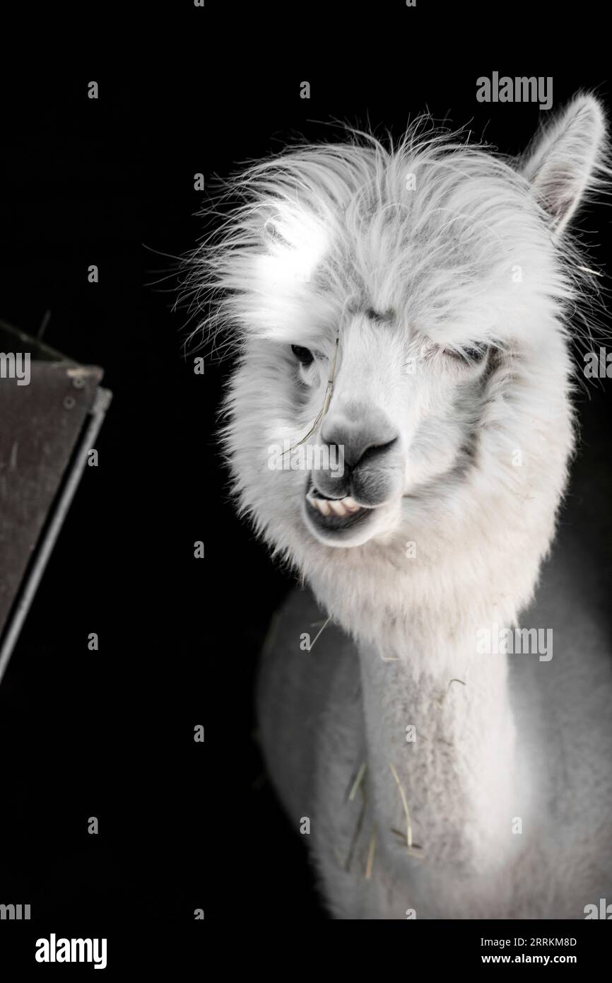 Alpaca su un pascolo a Siofok sul lago Balaton, Ungheria Foto Stock Alpaca su un pascolo a Siofok sul lago Balaton, Ungheria Foto Stock