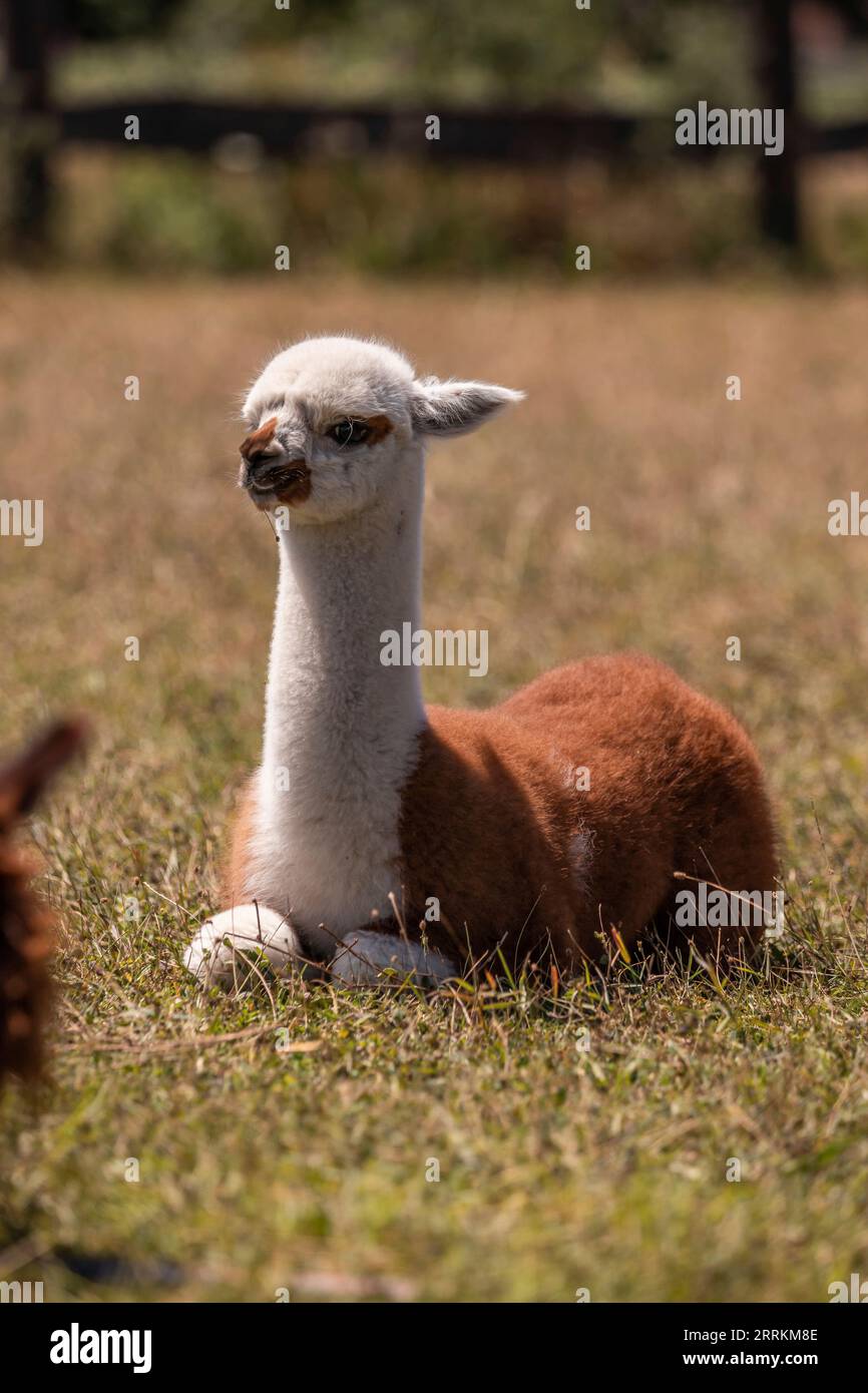 Alpaca su un pascolo a Siofok sul lago Balaton, Ungheria Foto Stock Alpaca su un pascolo a Siofok sul lago Balaton, Ungheria Foto Stock