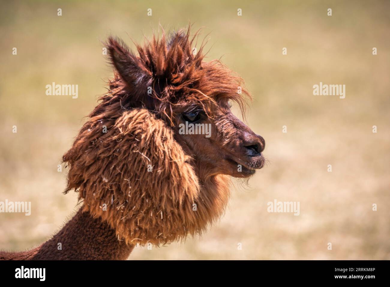 Alpaca su un pascolo a Siofok sul lago Balaton, Ungheria Foto Stock Alpaca su un pascolo a Siofok sul lago Balaton, Ungheria Foto Stock