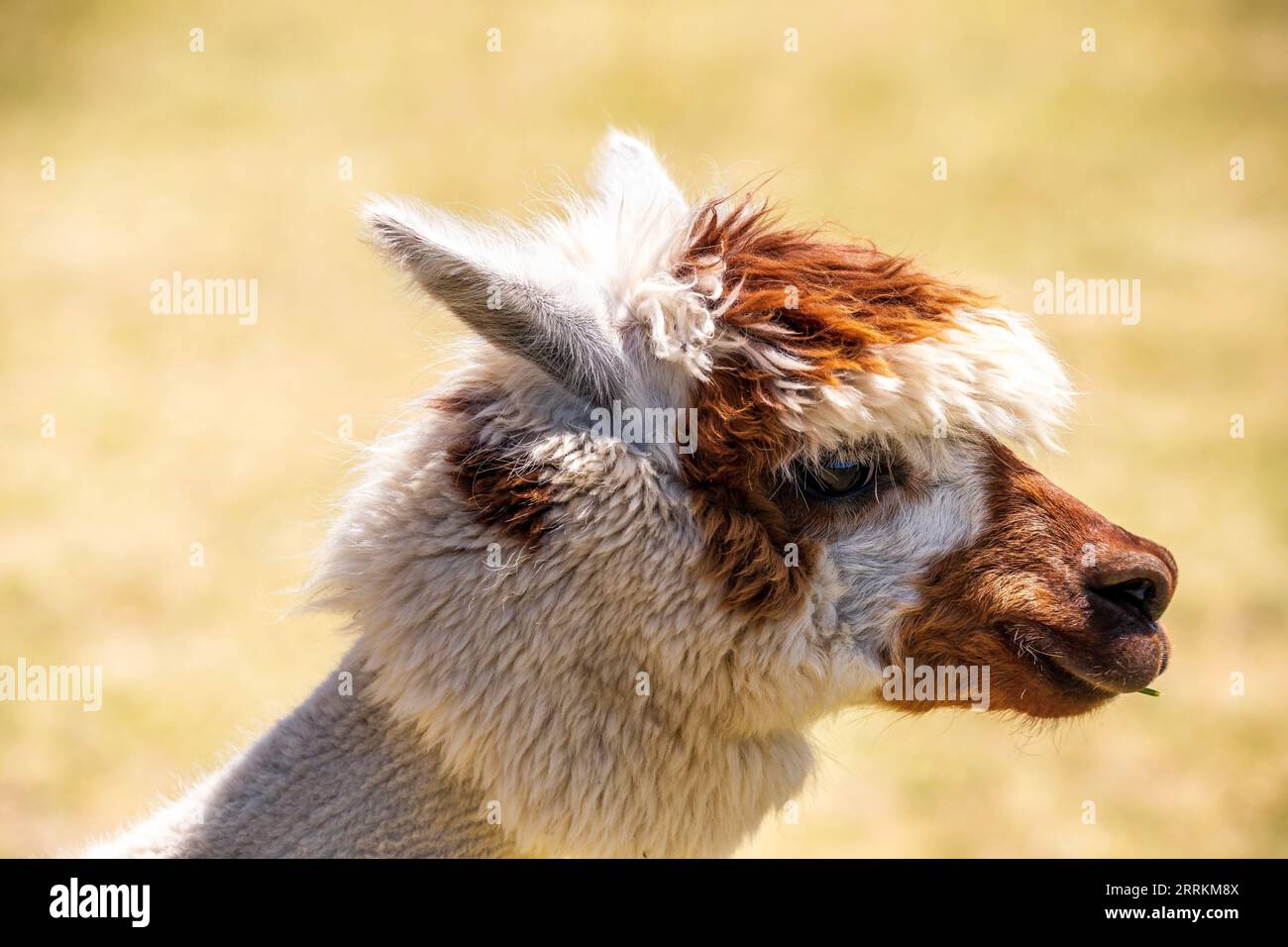 Alpaca su un pascolo a Siofok sul lago Balaton, Ungheria Foto Stock Alpaca su un pascolo a Siofok sul lago Balaton, Ungheria Foto Stock