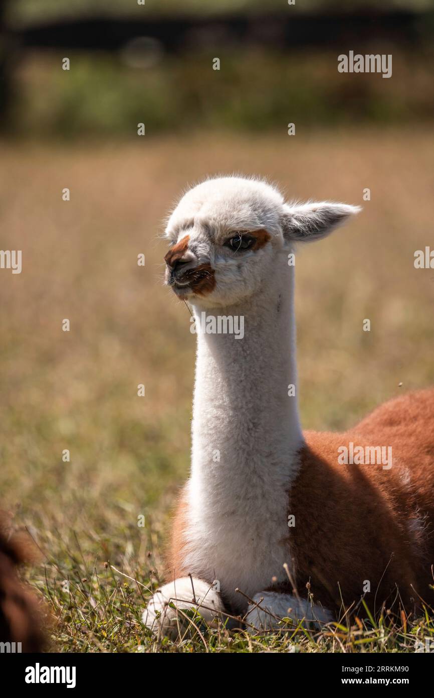 Alpaca su un pascolo a Siofok sul lago Balaton, Ungheria Foto Stock Alpaca su un pascolo a Siofok sul lago Balaton, Ungheria Foto Stock