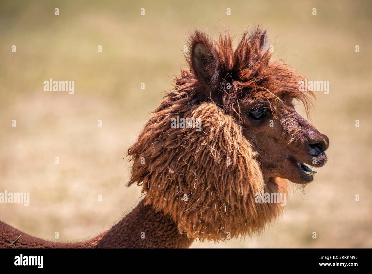 Alpaca su un pascolo a Siofok sul lago Balaton, Ungheria Foto Stock Alpaca su un pascolo a Siofok sul lago Balaton, Ungheria Foto Stock