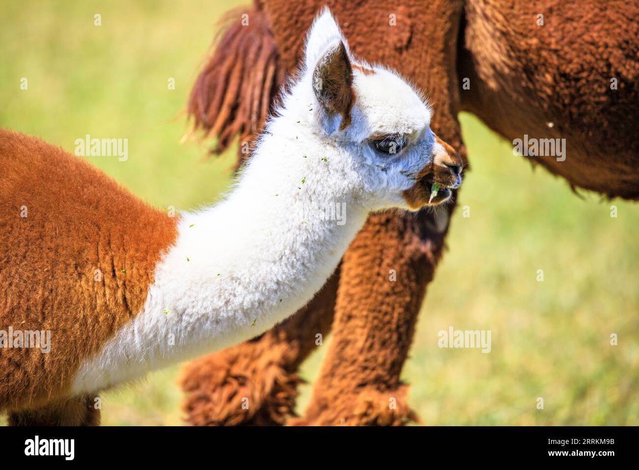 Alpaca su un pascolo a Siofok sul lago Balaton, Ungheria Foto Stock Alpaca su un pascolo a Siofok sul lago Balaton, Ungheria Foto Stock