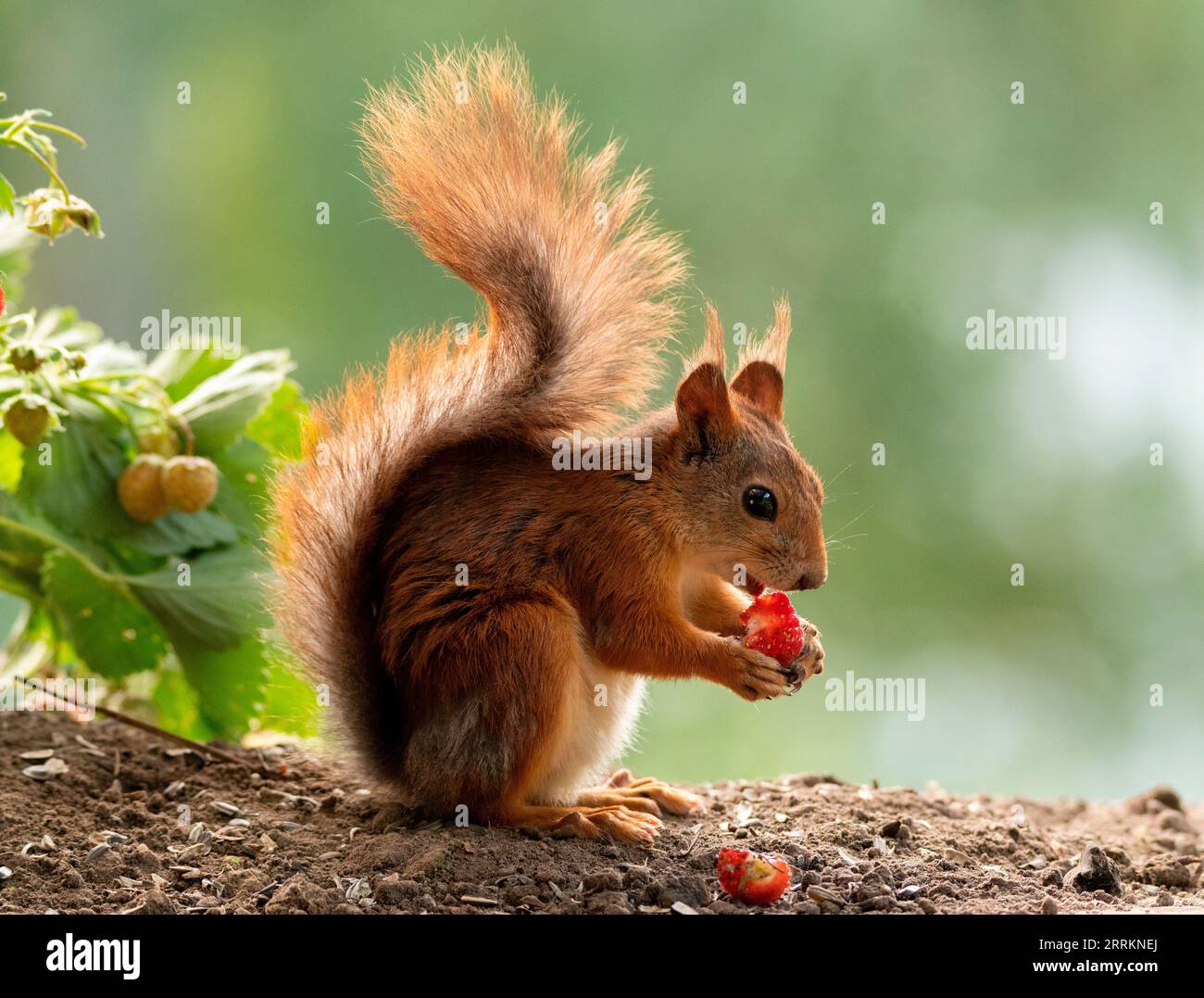Red Squirrel ha in mano una fragola Foto Stock