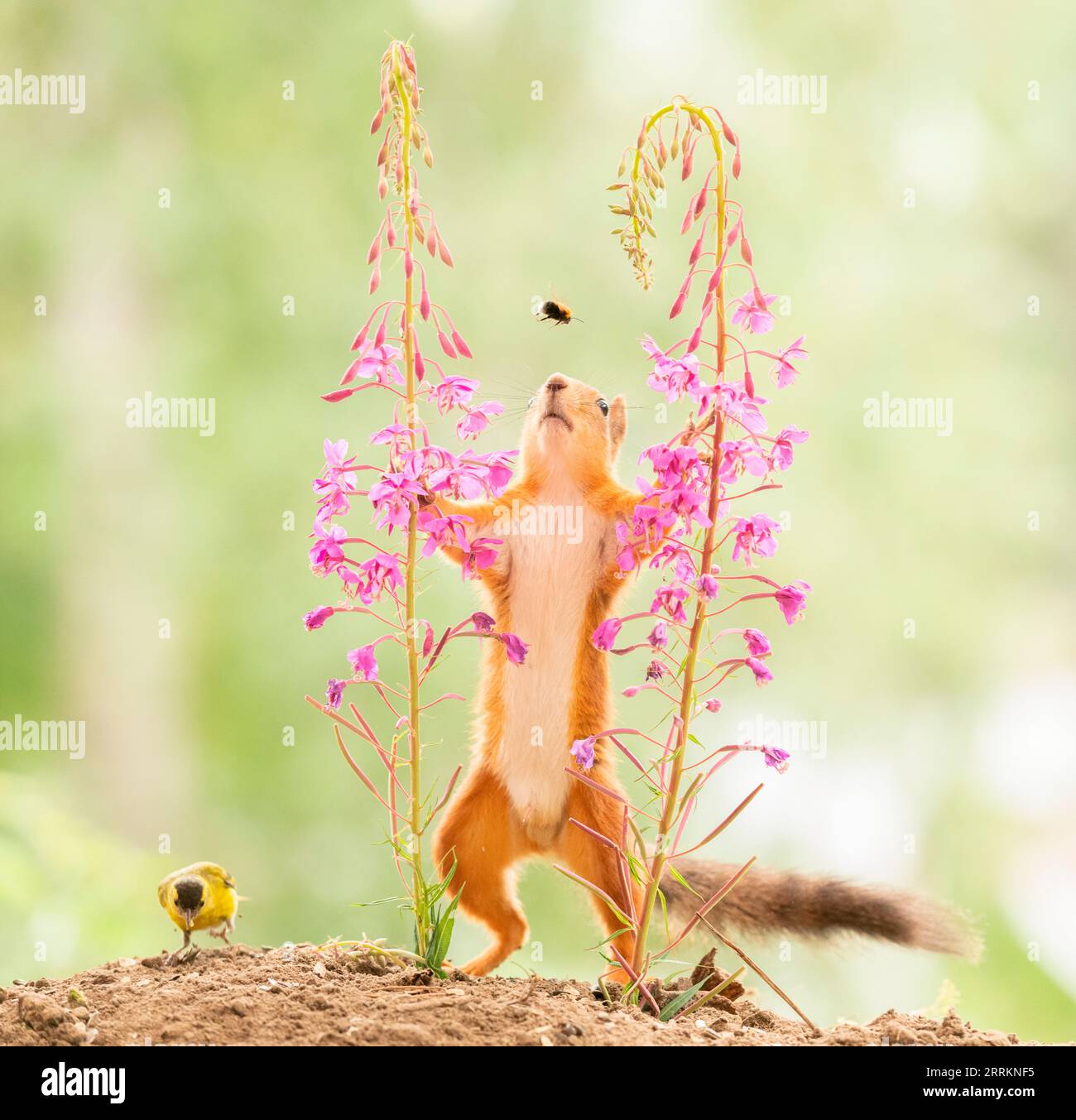 Lo scoiattolo rosso si trova tra i fiori di alghe Foto Stock